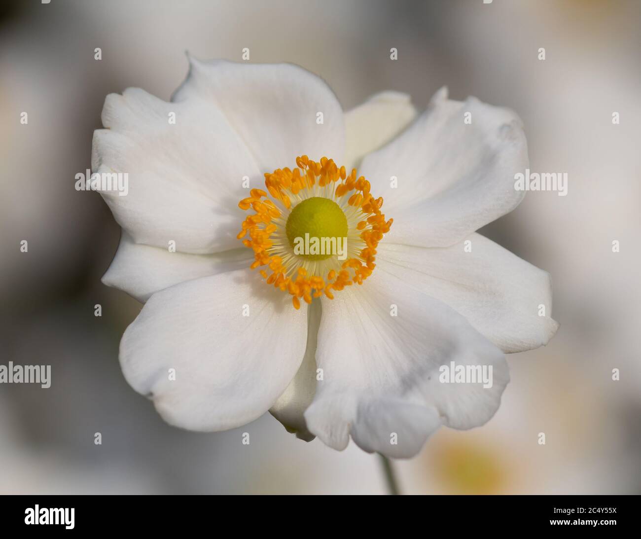 Sanftes Porträt einer einzelnen weißen Anemonblüte im Anemonenfeld im botanischen Garten Stockfoto