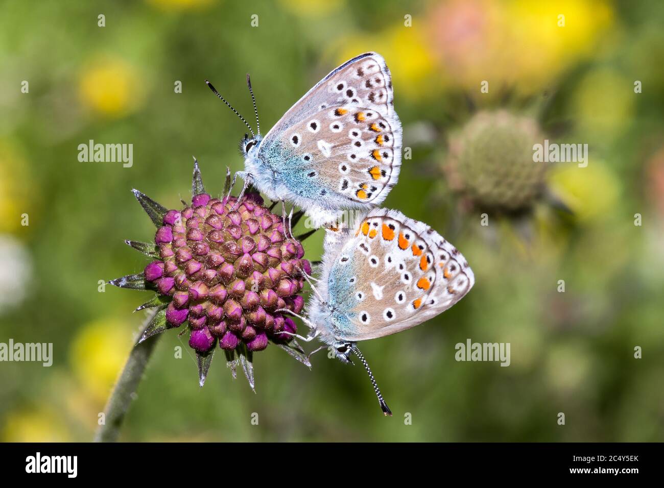 Nahaufnahme von gewöhnlichen blauen Schmetterlingen, die sich im Sommer auf einer Scabiosa-Blütenknospe auf einer Bergwiese paaren; Konzept zum Schutz der Biodiversität Stockfoto