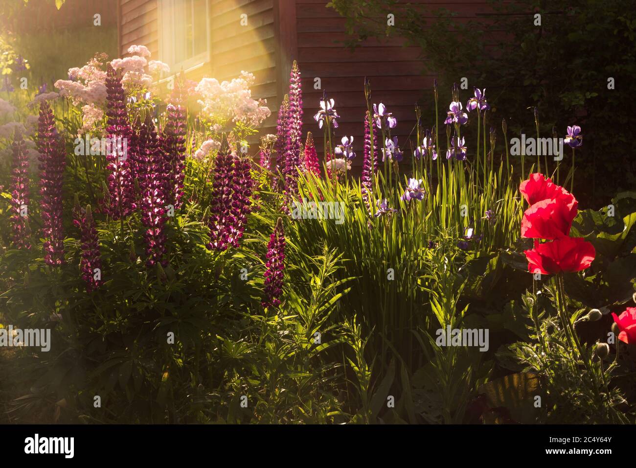 Gartenbett mit Sommerblumen in den Strahlen der untergehenden Sonne Stockfoto