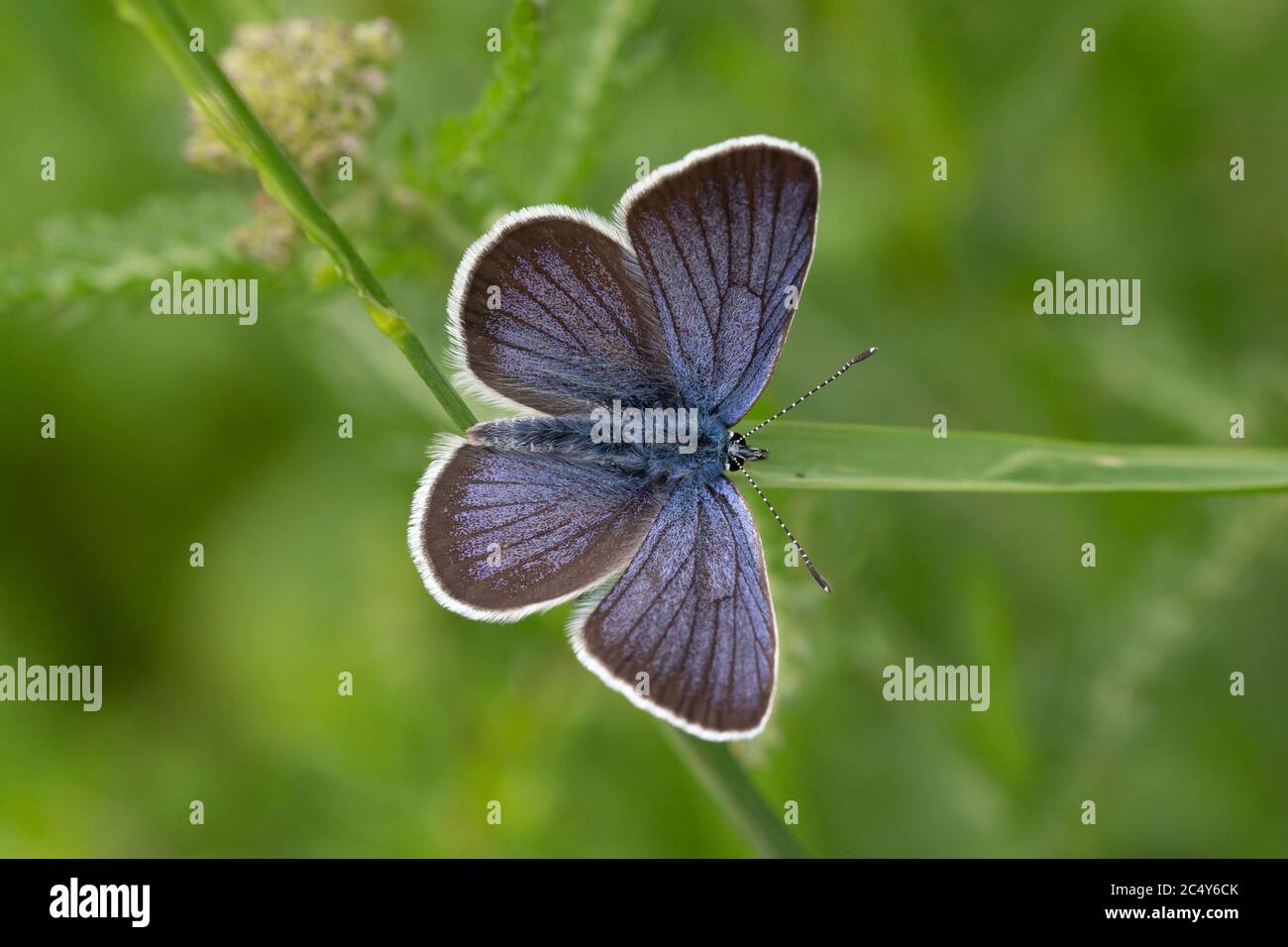 Makro eines gewöhnlichen blauen Schmetterlings (polyommatus icarus) auf einem Grasblatt im Sommer mit verschwommenem Bokeh Hintergrund Stockfoto