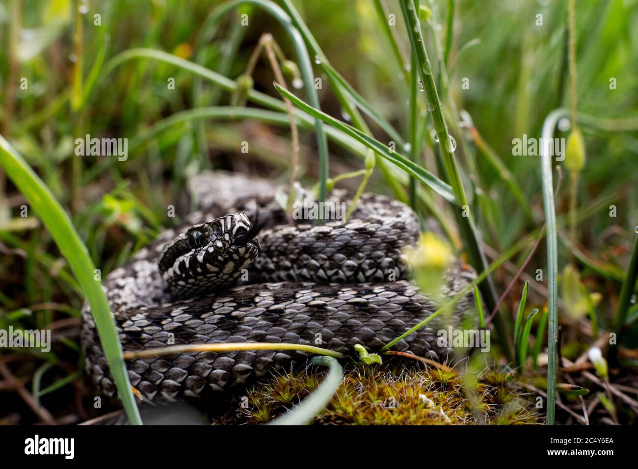 Steppenwischer. Giftige Schlange. Tier in wildem Lebensraum Stockfoto