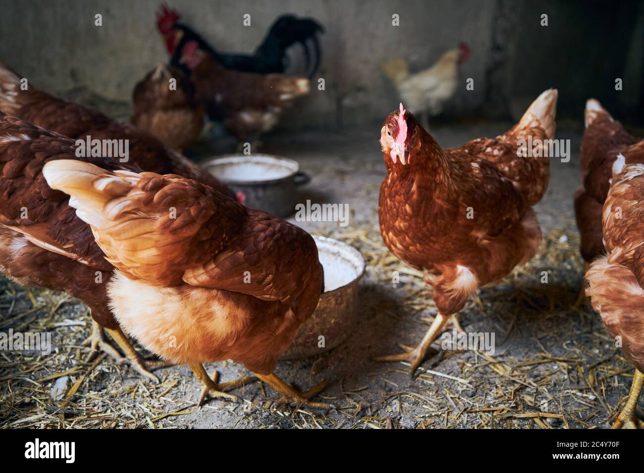 Gruppe von Hühnern mit freiem Bereich innerhalb kleiner Bio-Bauernhof. Stockfoto