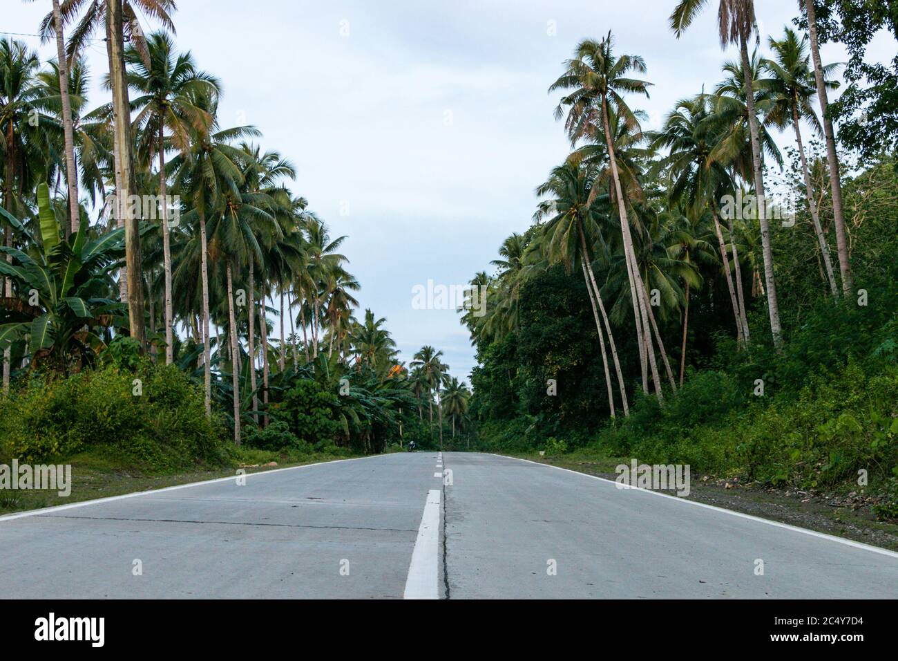 Hohe Palmen und benachbarte Forstwirtschaft säumen eine Zementstraße Auf Samal Stockfoto