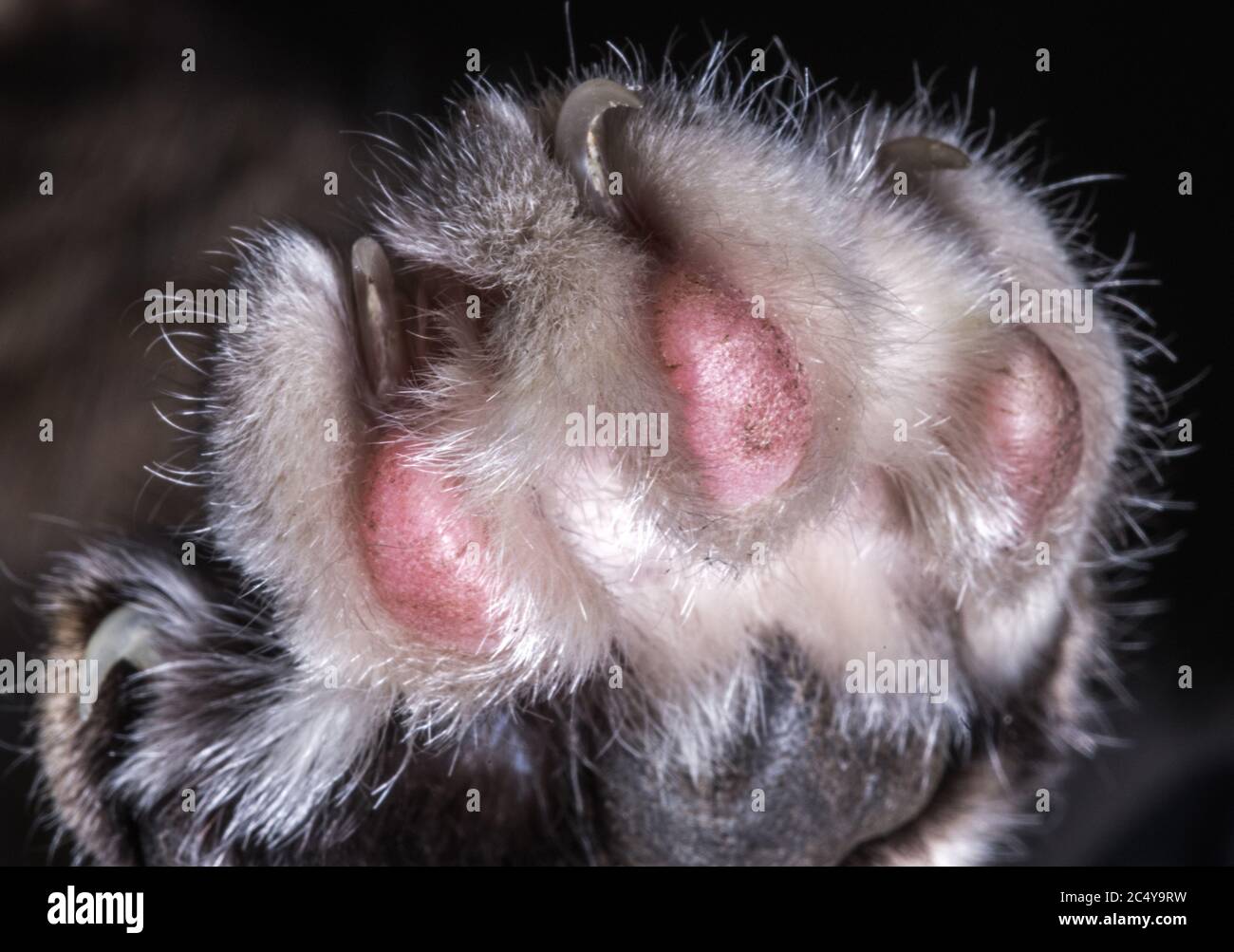 Nahaufnahme Der Furry Cat Paw Mit Unverwechselbaren Rosa Padas Und Vier Scharfen Krallen. Stockfoto