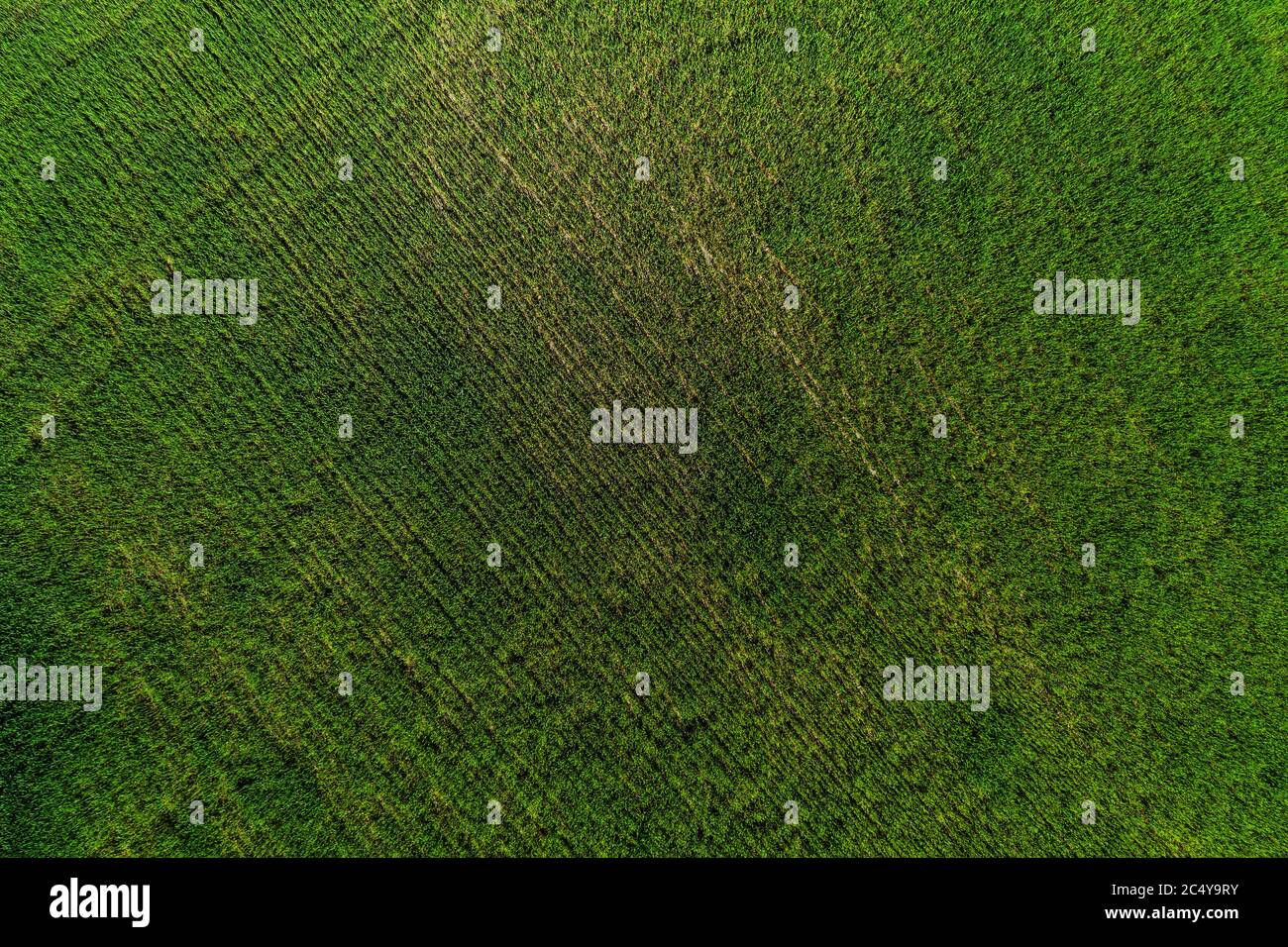 Luftaufnahme Des Riesigen Feldes Von Grünen Kulturen, Die Auf Dem Ländlichen Farmland Wachsen. Stockfoto