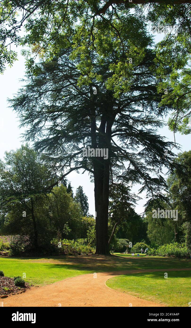 Cedrus atlantica im Swiss Garden, Bedfordshire's höchste atlantische Zeder Stockfoto