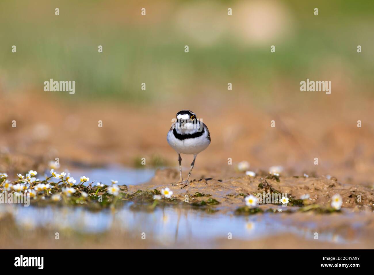 Niedlicher Vogelpflügel. Natur Hintergrund. Kleiner Ringelpfeifer. Charadrius dubius. Stockfoto