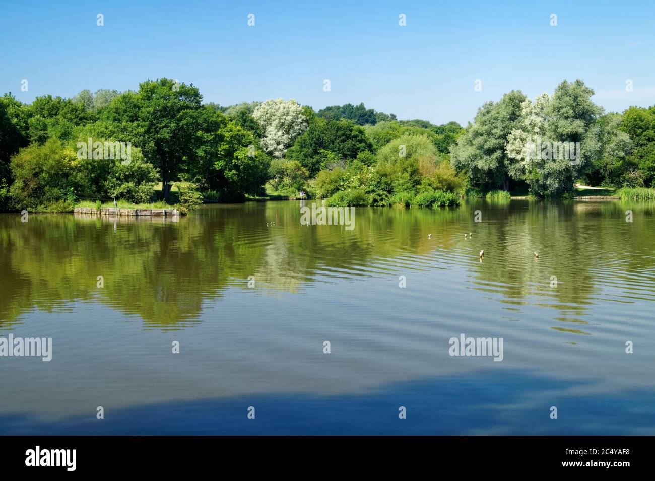 Großbritannien, South Yorkshire, Barnsley, Dearne Valley Country Park, Anglers Pond Stockfoto