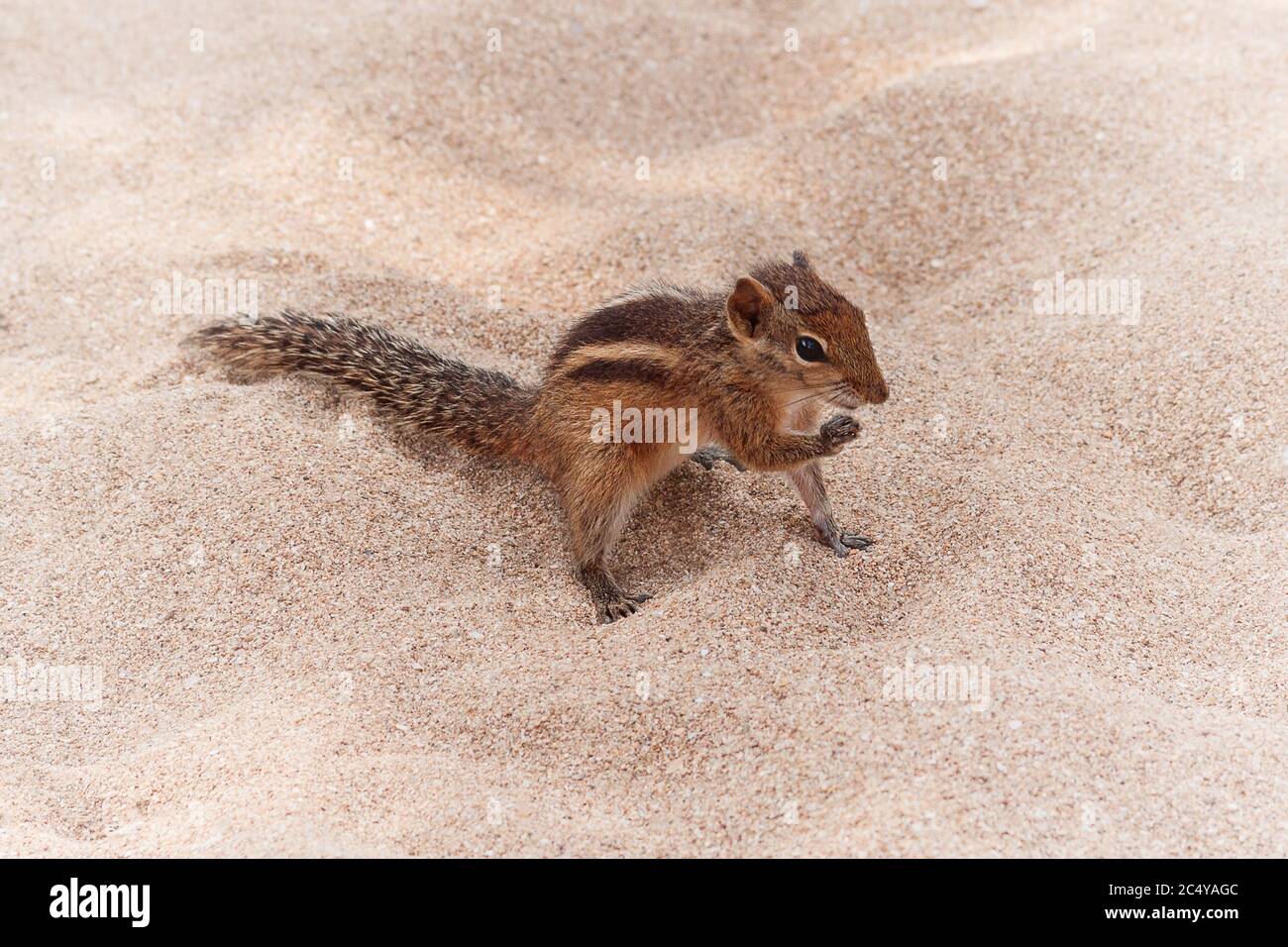 Lustige kleine Chipmunk am Sand Beach extreme Nahaufnahme. Stockfoto