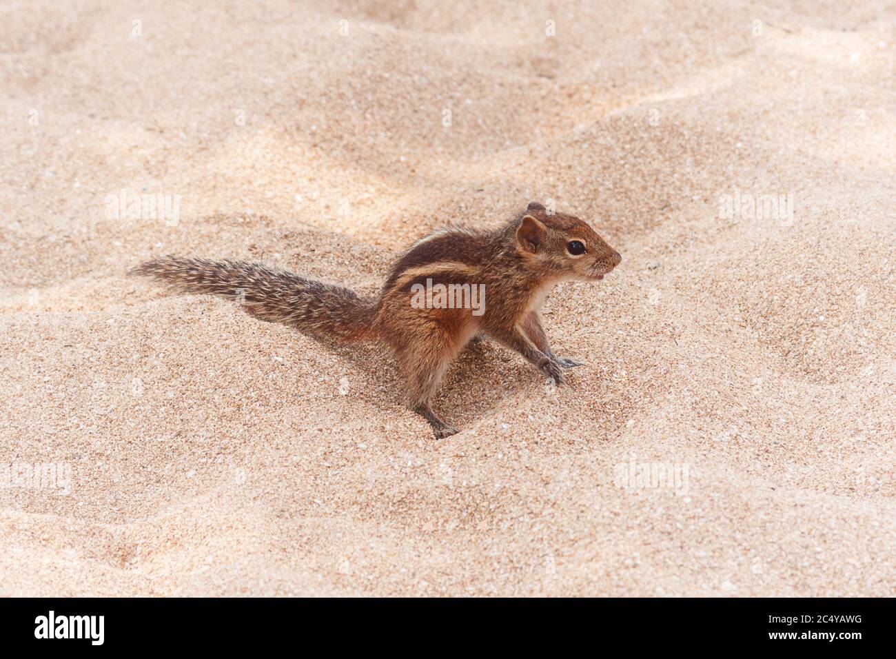 Lustige kleine Chipmunk am Sand Beach extreme Nahaufnahme. Stockfoto