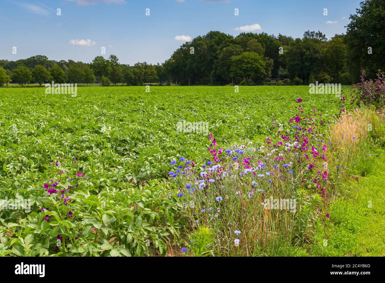 Natur-inklusive oder kreisförmige und nachhaltige Landwirtschaft mit Wildblumen entlang Kartoffelfeld in den Niederlanden, Europa Stockfoto