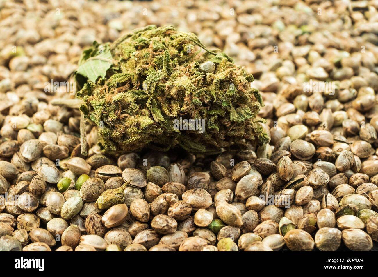Cannabis Knospen mit Samen als Hintergrund. Stockfoto