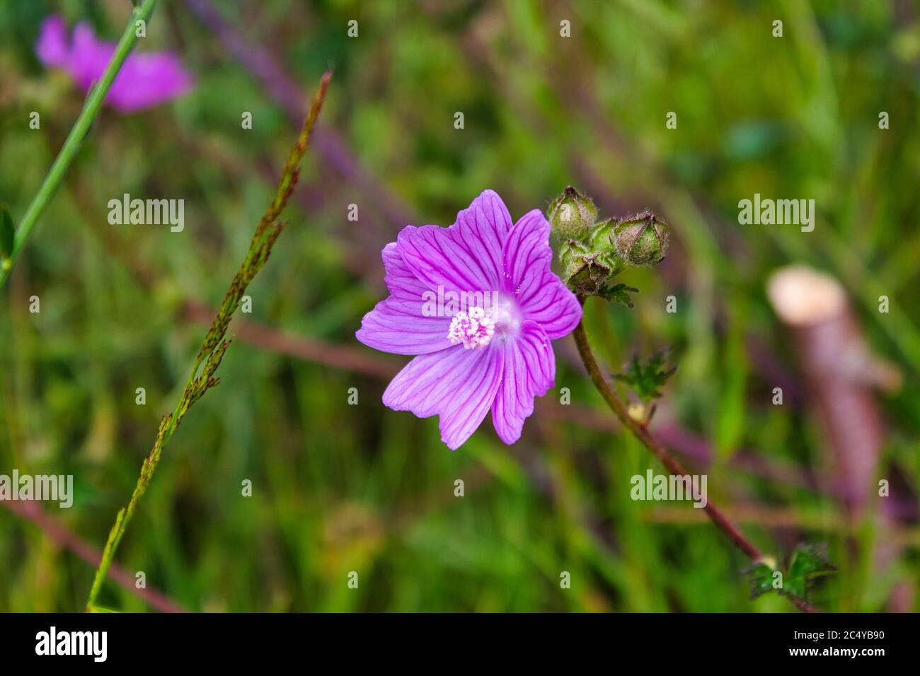 Wilde lila Blume ( Malva tournefortiana L. ) mit Gras Hintergrund. Gefunden in Marín, Galicien, nordöstlich von Spanien. Stockfoto