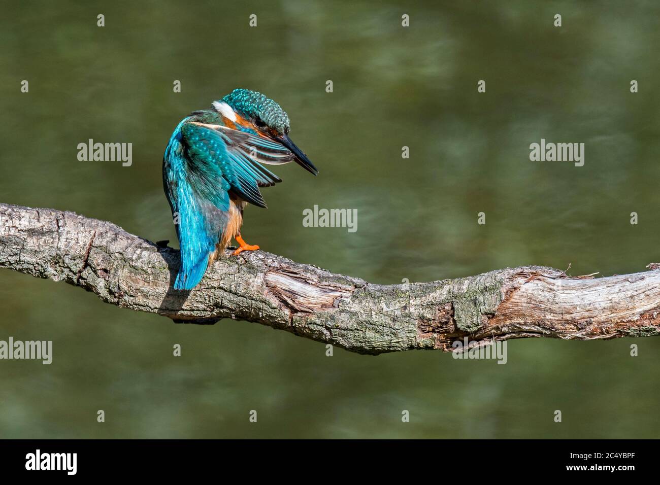 Gewöhnlicher Eisvogel (Alcedo atthis) Weibchen, die auf Zweig über Wasser des Teiches und preening Flügelfedern thront Stockfoto