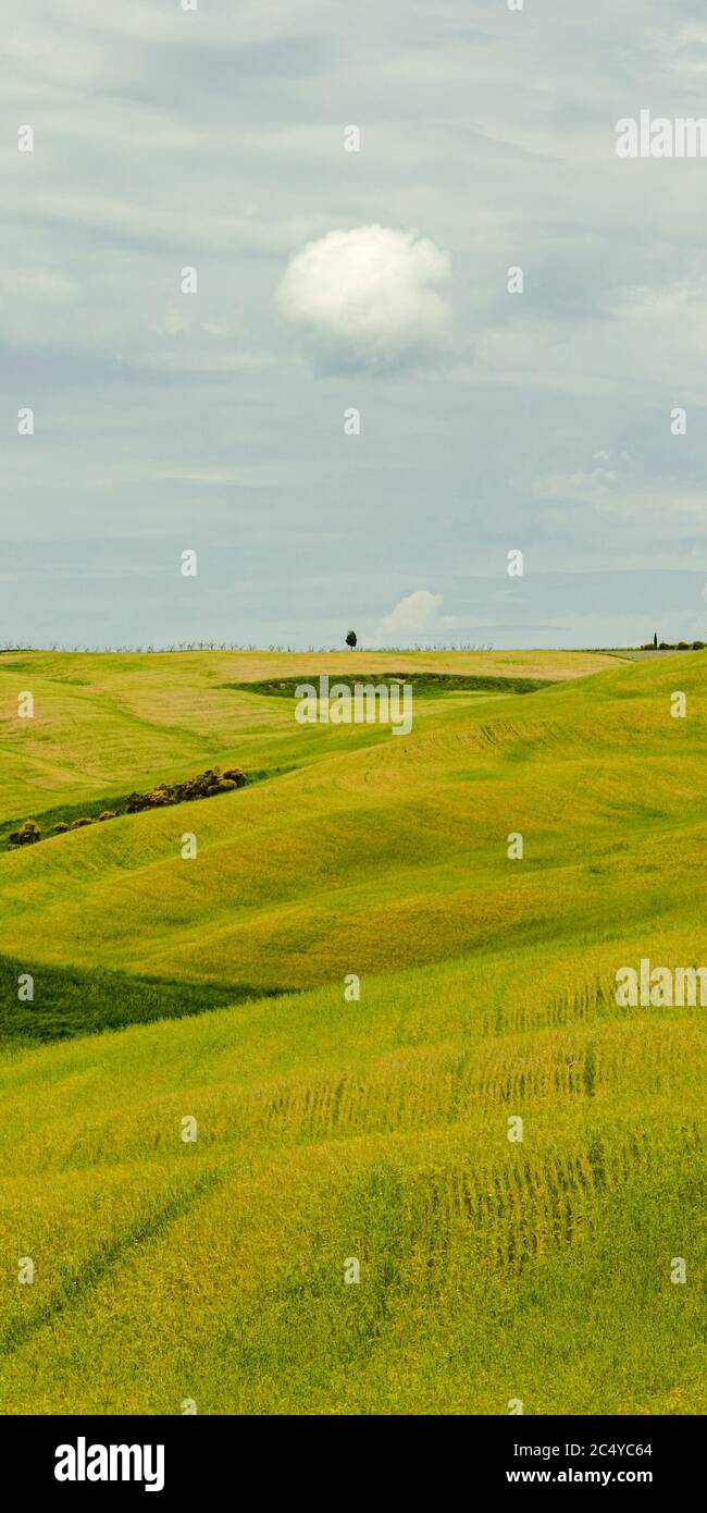 Ein einziger Wolkenball über einem einallein stehenden Baum in den Feldern in der Toskana, Italien Stockfoto