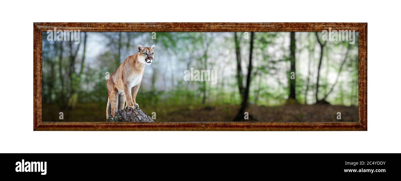 Puma im Sommerwald, Berglöwe, puma. Rahmen im antiken Stil. Vintage Bilderrahmen. Stockfoto