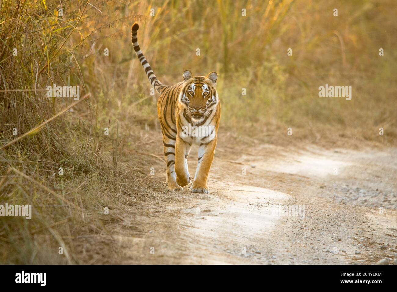 Mit Schwanz nach oben hat der Königlich-Bengalische Tiger gerade ihre Duftmarkierung/Territorialmarkierung beendet. Stockfoto
