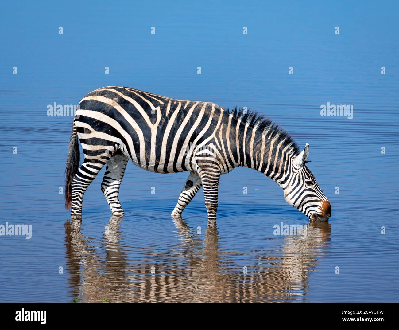 Grant's Zebra (Equus quagga boehmi), Amboseli National Park, Kenia, Afrika Stockfoto