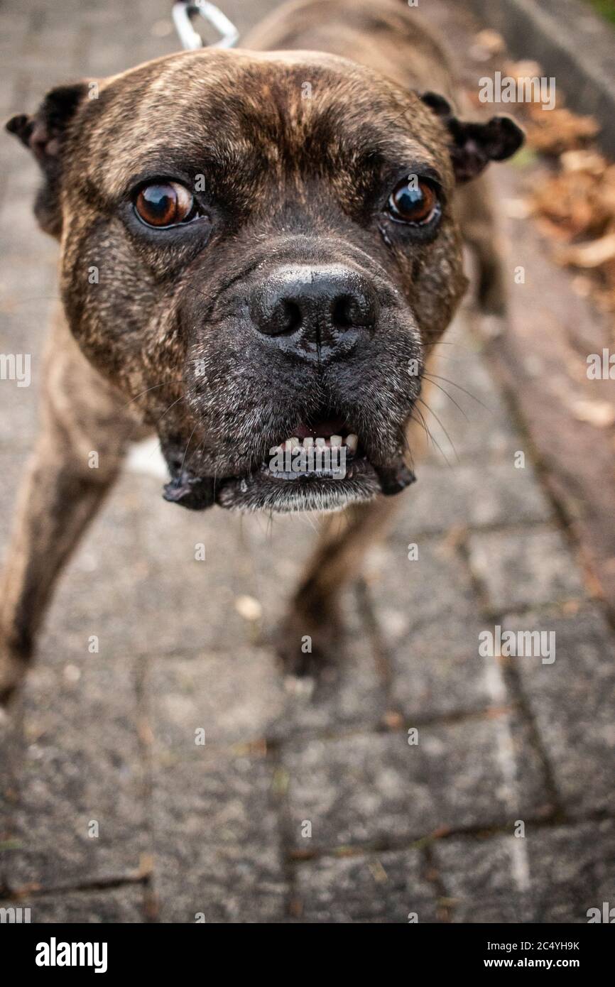 Aggressiver Hund bellende Hund gefährliche Tier Affront Stockfoto