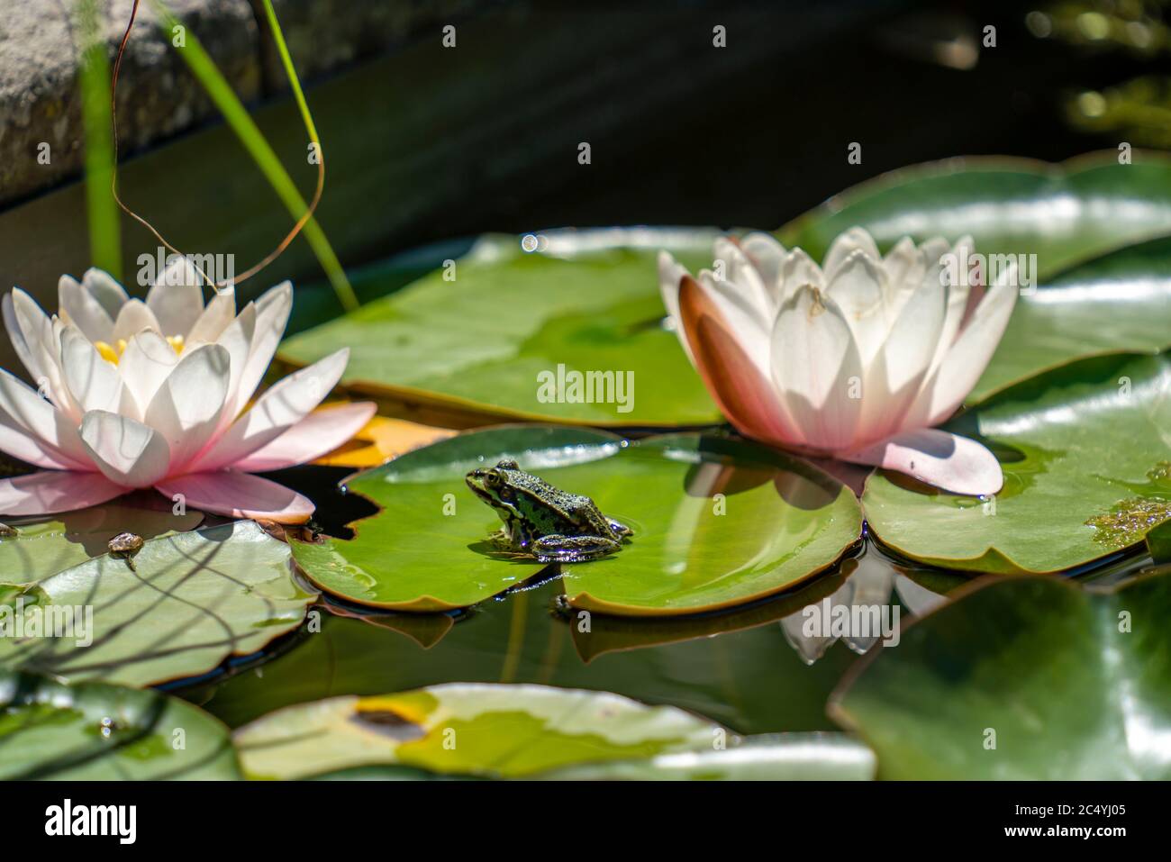Lily pond frog Fotos und Bildmaterial in hoher Auflösung Alamy