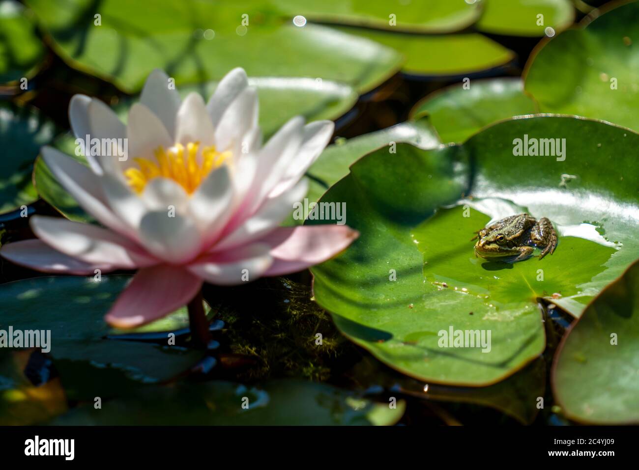 Kleiner Wasserfrosch, Pelophylax lessonae, in einem Teich, Seerose Stockfoto