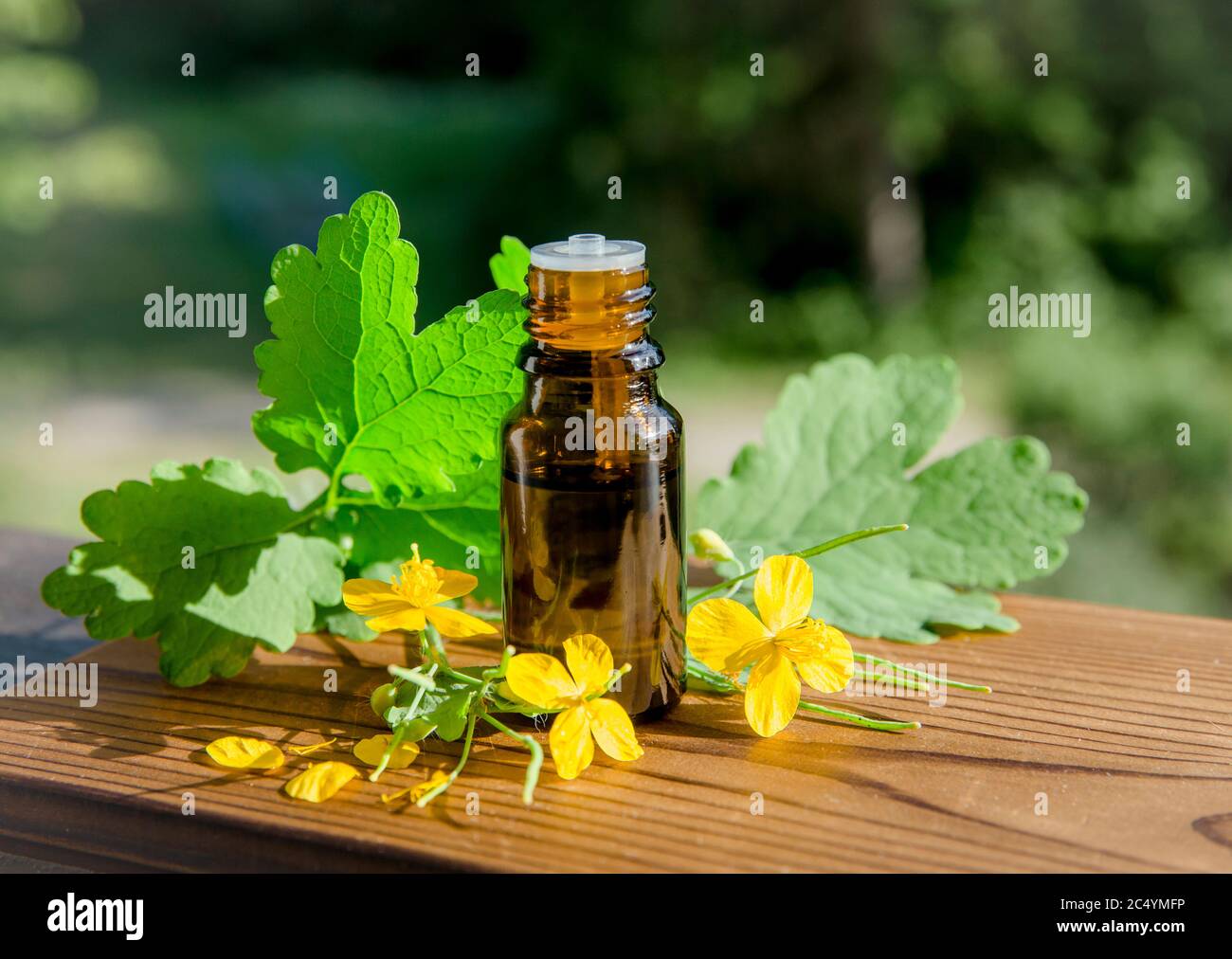 Chelidonium majus Tinktur in der Flasche (auch bekannt: Größere Zölidin, Nipplewort, Schwalbenkraut oder Tetterwort) Latex wird verwendet, um Warzen loszuwerden. Stockfoto