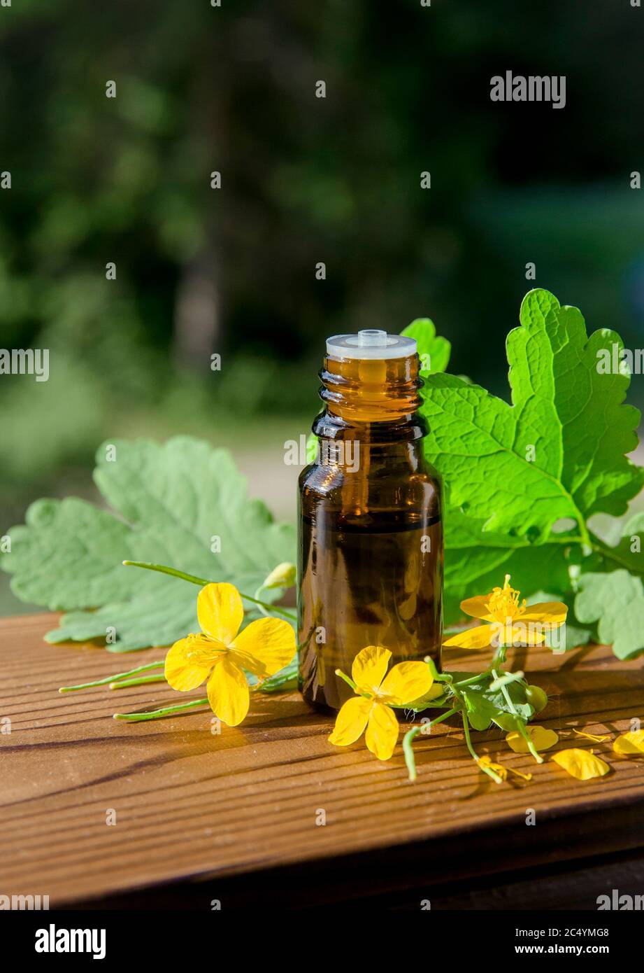 Chelidonium majus Tinktur in der Flasche (auch bekannt: Größere Zölidin, Nipplewort, Schwalbenkraut oder Tetterwort) Latex wird verwendet, um Warzen loszuwerden. Stockfoto