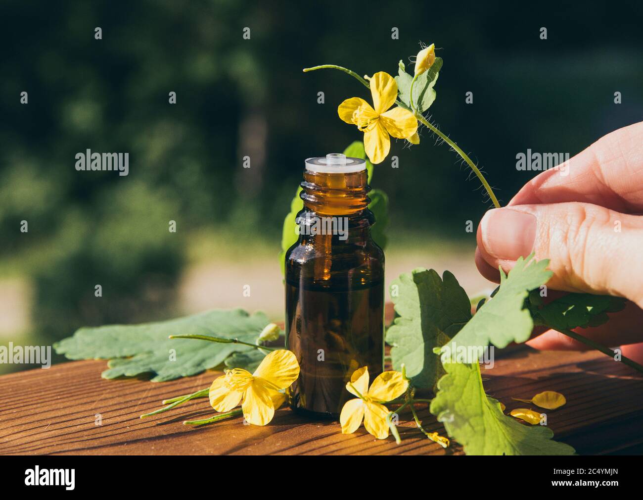 Chelidonium majus Tinktur in der Flasche (auch bekannt: Größere Zölidin, Nipplewort, Schwalbenkraut oder Tetterwort) Latex wird verwendet, um Warzen loszuwerden. Stockfoto
