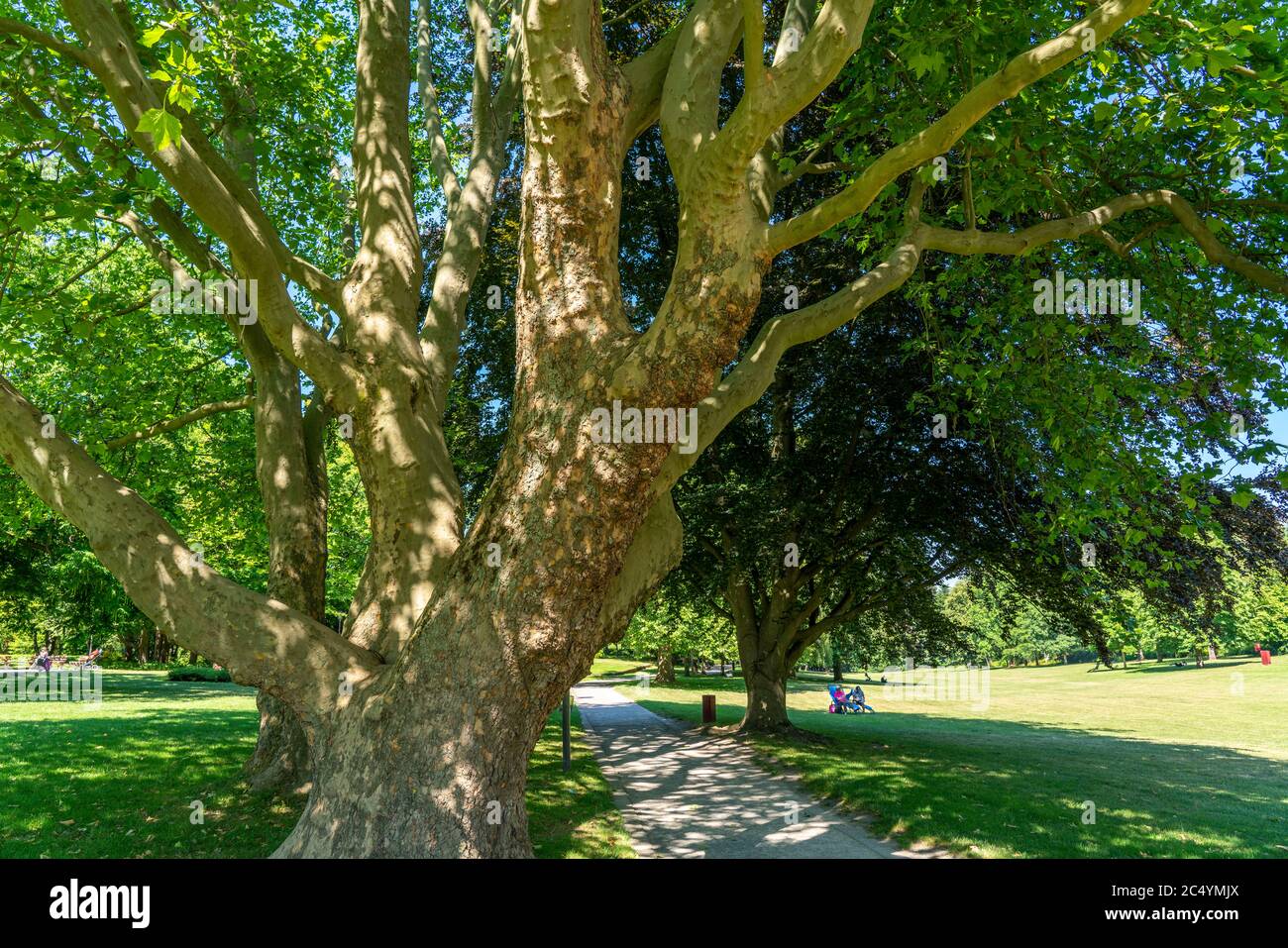 Der Grugapark, Essen, Botanischer Garten, Park für Freizeit und Erholung, alte Bäume an der Tummelwiese, NRW, Deutschland Stockfoto
