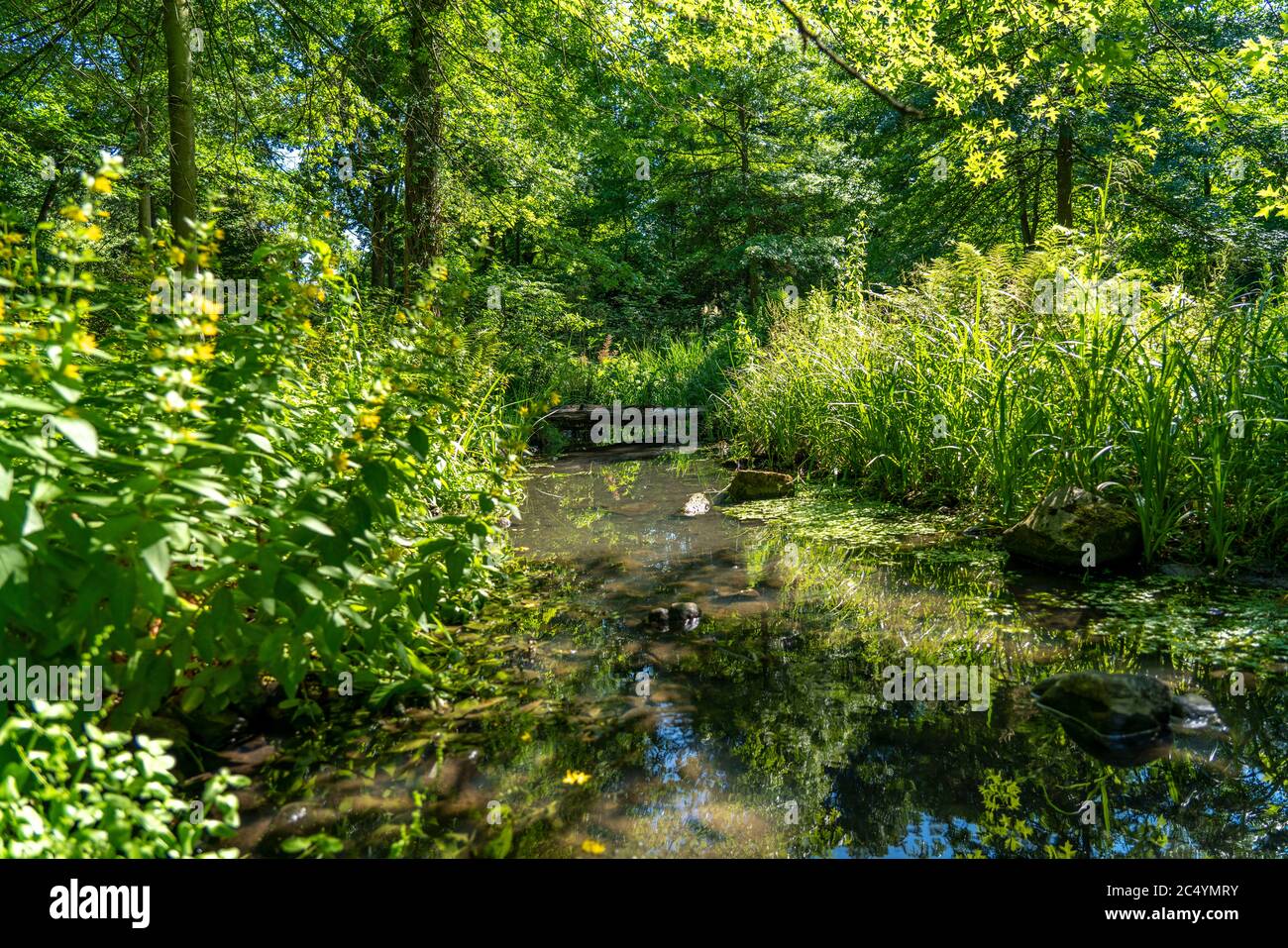 Der Grugapark, Essen, Botanischer Garten, Parkanlage für Freizeit und Erholung, Bach im Waldtal, NRW, Deutschland, Stockfoto