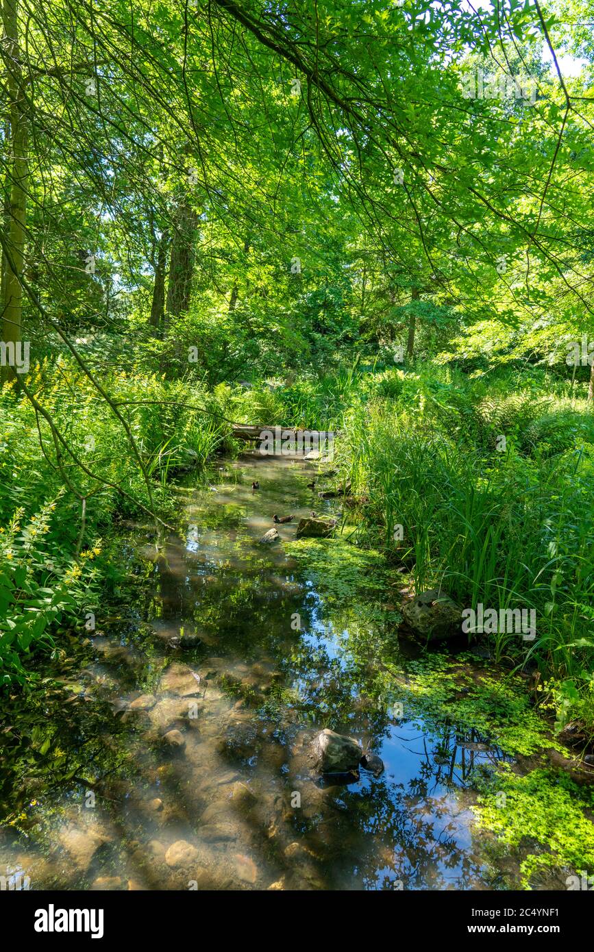 Der Grugapark, Essen, Botanischer Garten, Park für Freizeit und Erholung, Bach im Waldtal, NRW, Deutschland Stockfoto