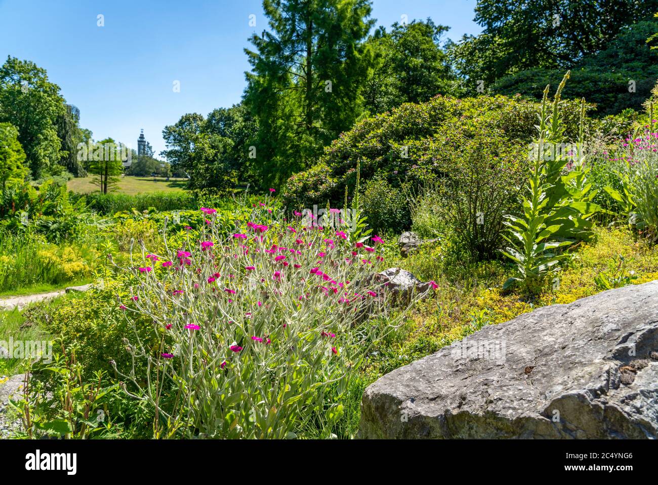 Grugapark, Essen, Botanischer Garten, Alpinumgebiet, Park für Freizeit und Erholung, NRW, Deutschland Stockfoto