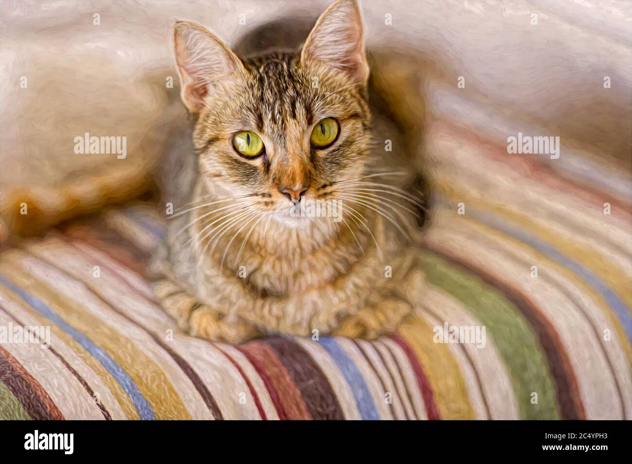 Eine Tabby Katze schaut gerade auf die Kamera Stockfoto