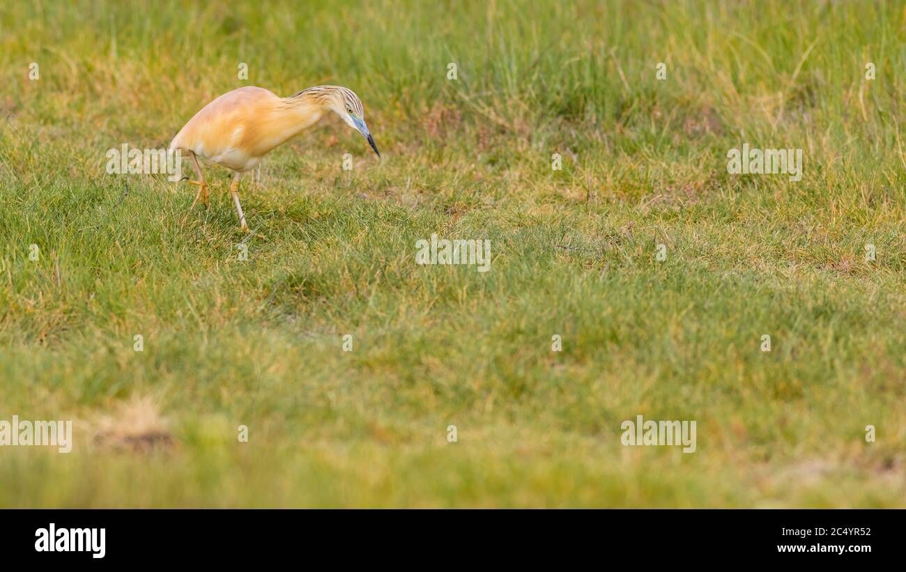 Heron. Natur Hintergrund. Vogel: Squacco Heron. Ardeola ralloides. Stockfoto