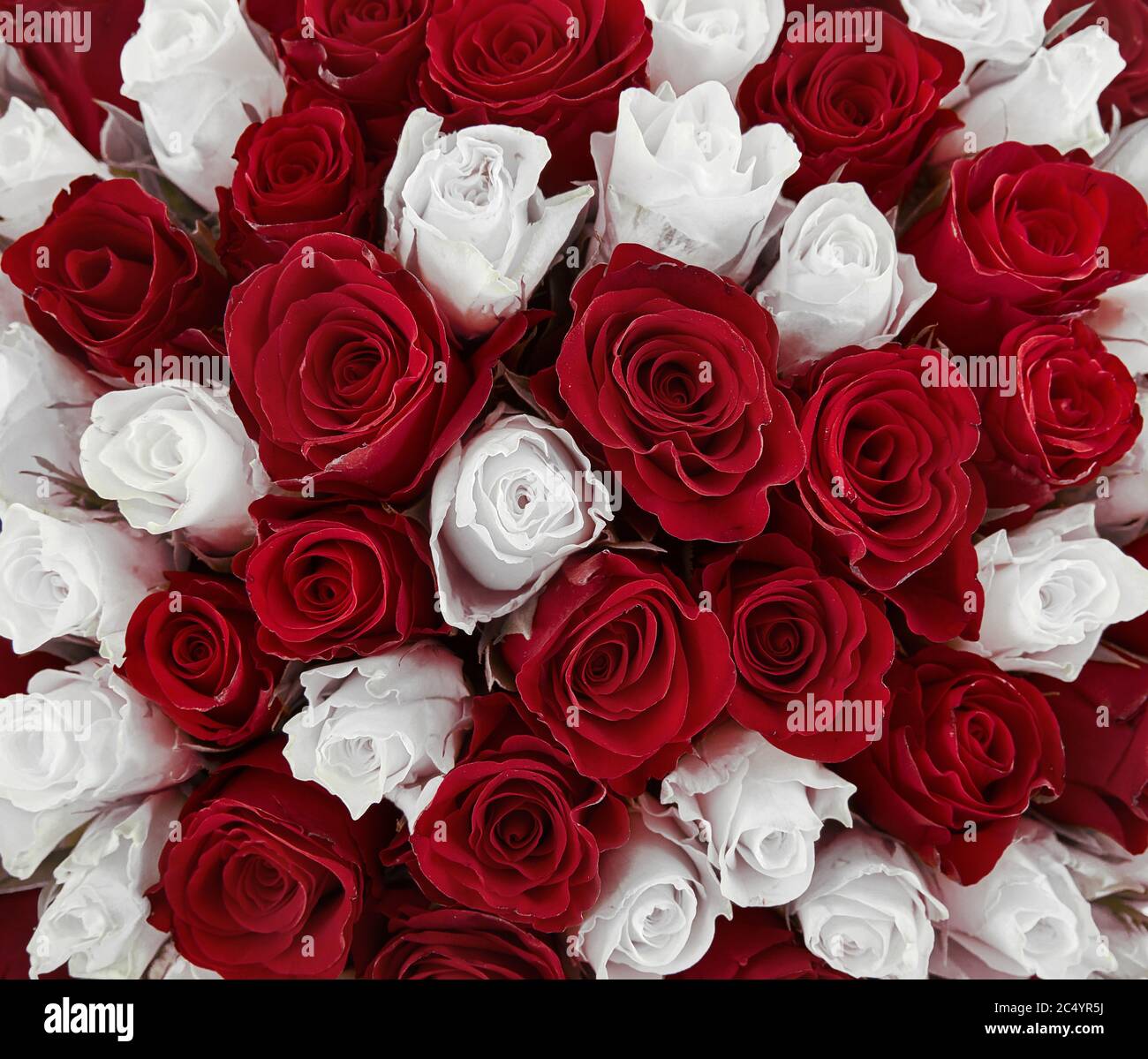 Weiße und rote Rose. Gemischter Rosenstrauß für eine Hochzeit. Floraler  Hintergrund Stockfotografie - Alamy