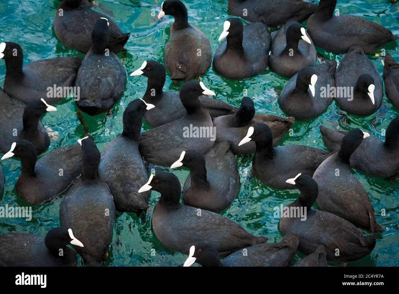 Die Herde der europäischen Blässhühner ( fulica atra ) im Golf von Sewastopol im Winter, Schwarzes Meer, Ukraine. Stockfoto