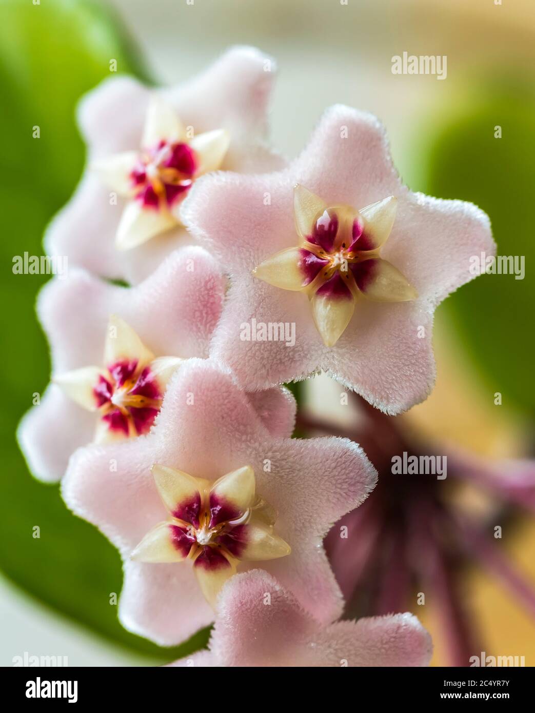 Nahaufnahme der sternfrmigen weien rosa Blten von Hoya carnosa oder  Porzellan Blume oder Wachs-Pflanze. Gewhnliche Hauspflanze mit  dunkelgrnem wachsartigen Laub und s Stockfotografie - Alamy