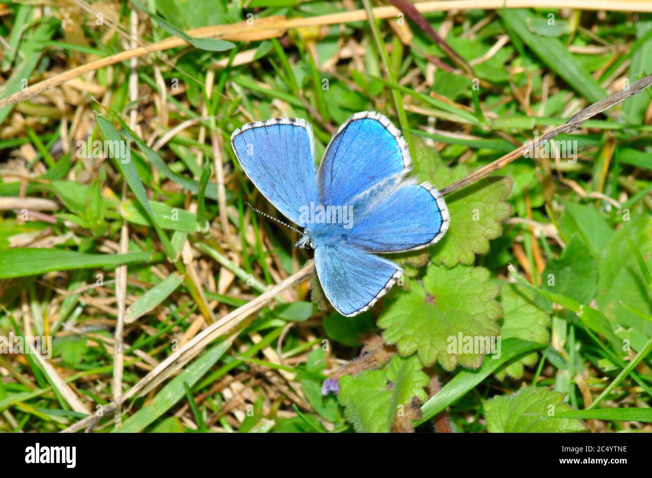Adonis Blue Butterfly 'Polyommatus bellargus', männlich, Kalkstein Grasland, Wiltshire, England, Großbritannien Stockfoto