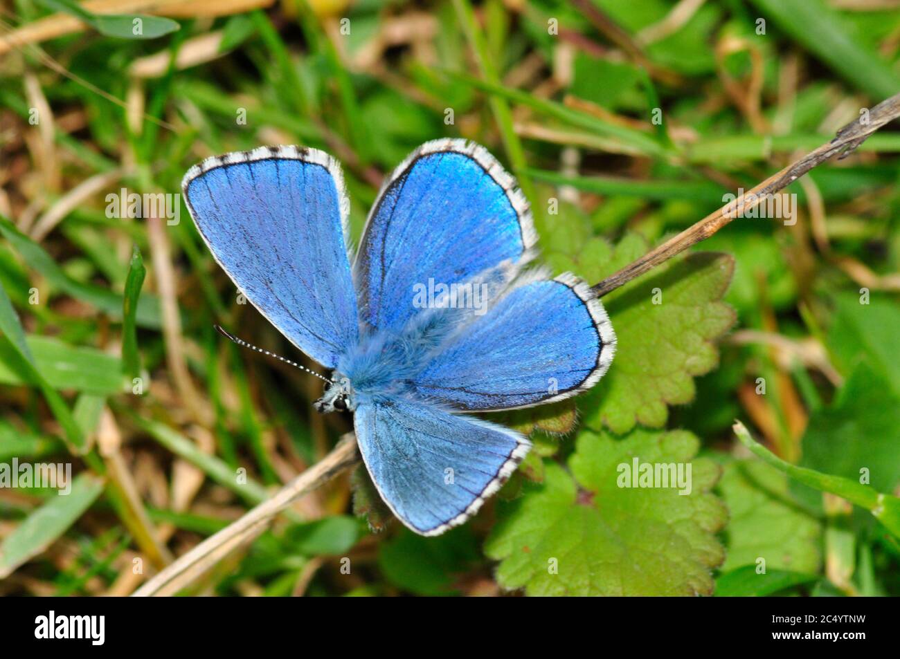 Adonis Blue Butterfly 'Polyommatus bellargus', Männchen auf Kalkstein-Grasland gefunden, Wiltshire, England, UK Stockfoto