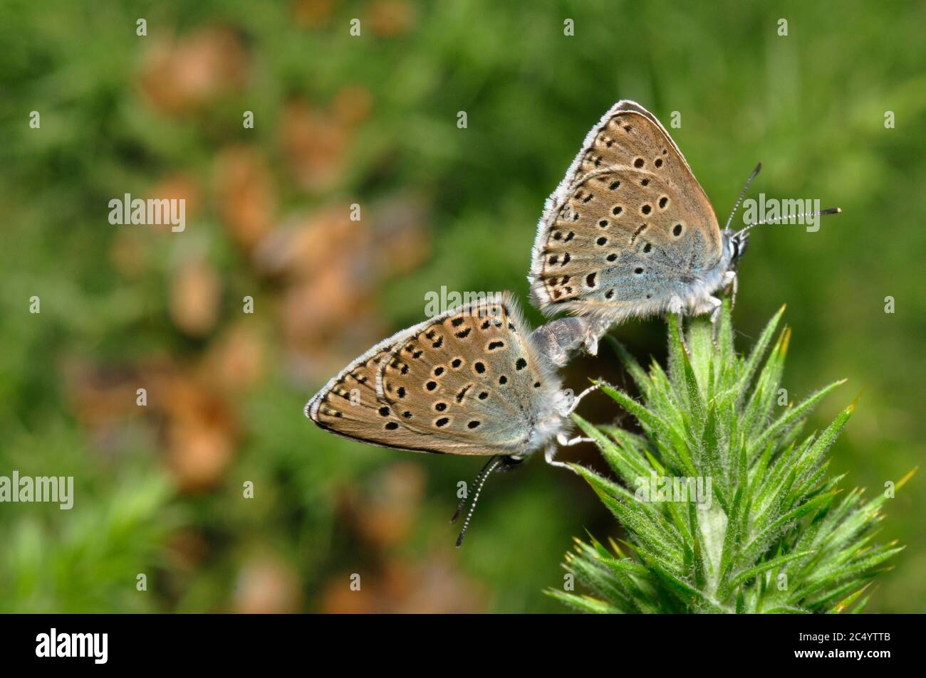 Große blaue Schmetterlinge 'Glaucopsyche arion', die sich auf Collard Hill in Somerset paaren Stockfoto
