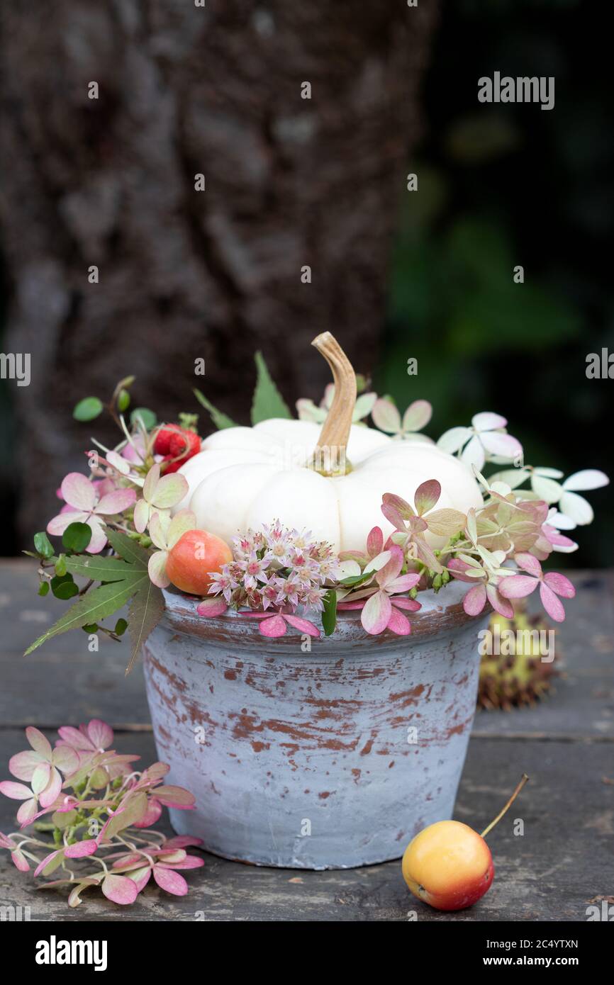 Herbstdeko mit weißem Kürbis und Herbstblumen im Pflanztopf Stockfoto