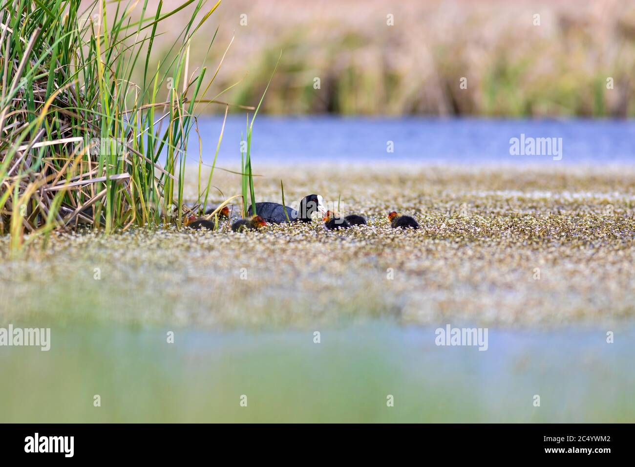 Mutter Und Baby Niedliche Enten Grune Natur Hintergrund Gemeine See Vogel Eurasische Russ Fulica Atra Stockfotografie Alamy