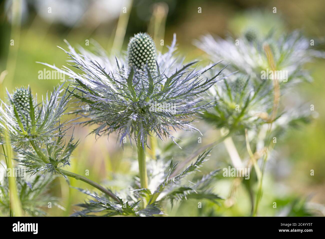 Eryngium Planum / Flachmeer-Stechpalme Stockfoto