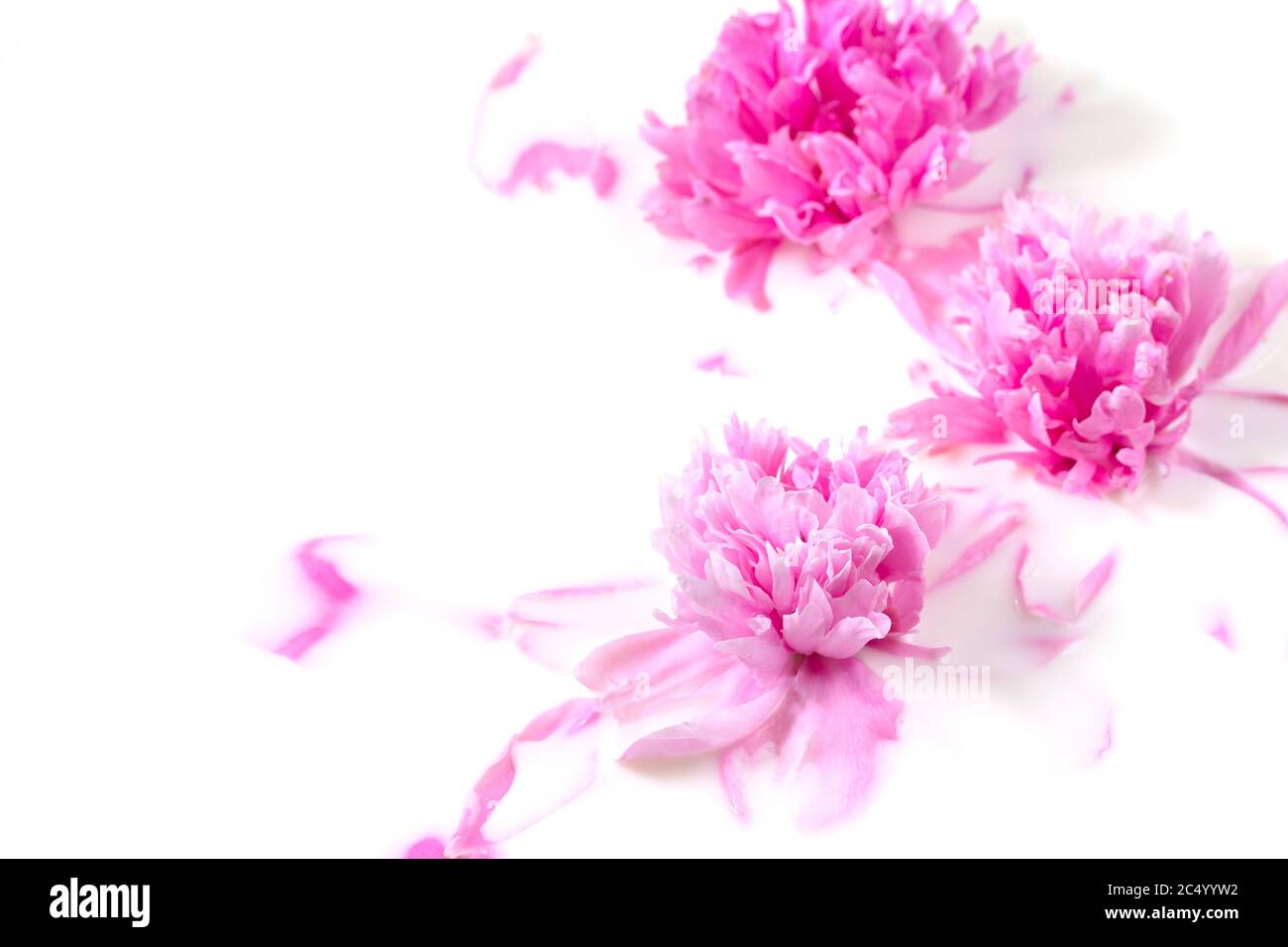 Blumen und Milch. Bad Rosa Pfingstrose Blume in Milch. Das Konzept von zartem Schönheit, Reinheit, Frische, Natürlichkeit. Speicherplatz kopieren. Stockfoto