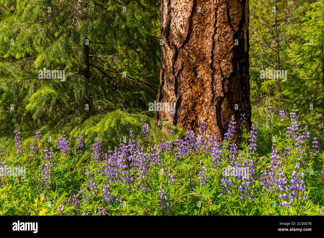 Lupinen-Blumen bedecken den Boden um eine Ponderosa-Kiefer im Wald entlang des Icicle Gorge Trail in der Nähe von Leavenworth, Eastern Washington State, Stockfoto