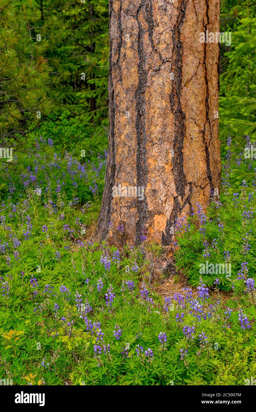 Lupinen-Blumen bedecken den Boden um eine Ponderosa-Kiefer im Wald entlang des Icicle Gorge Trail in der Nähe von Leavenworth, Eastern Washington State, Stockfoto
