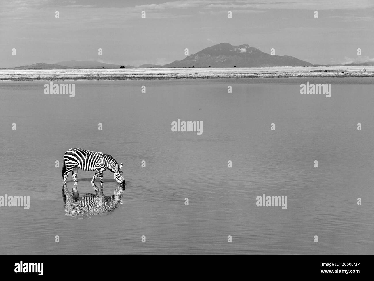 Grant's Zebra (Equus quagga boehmi) in einer afrikanischen Landschaft, Amboseli National Park, Kenia, Afrika Stockfoto