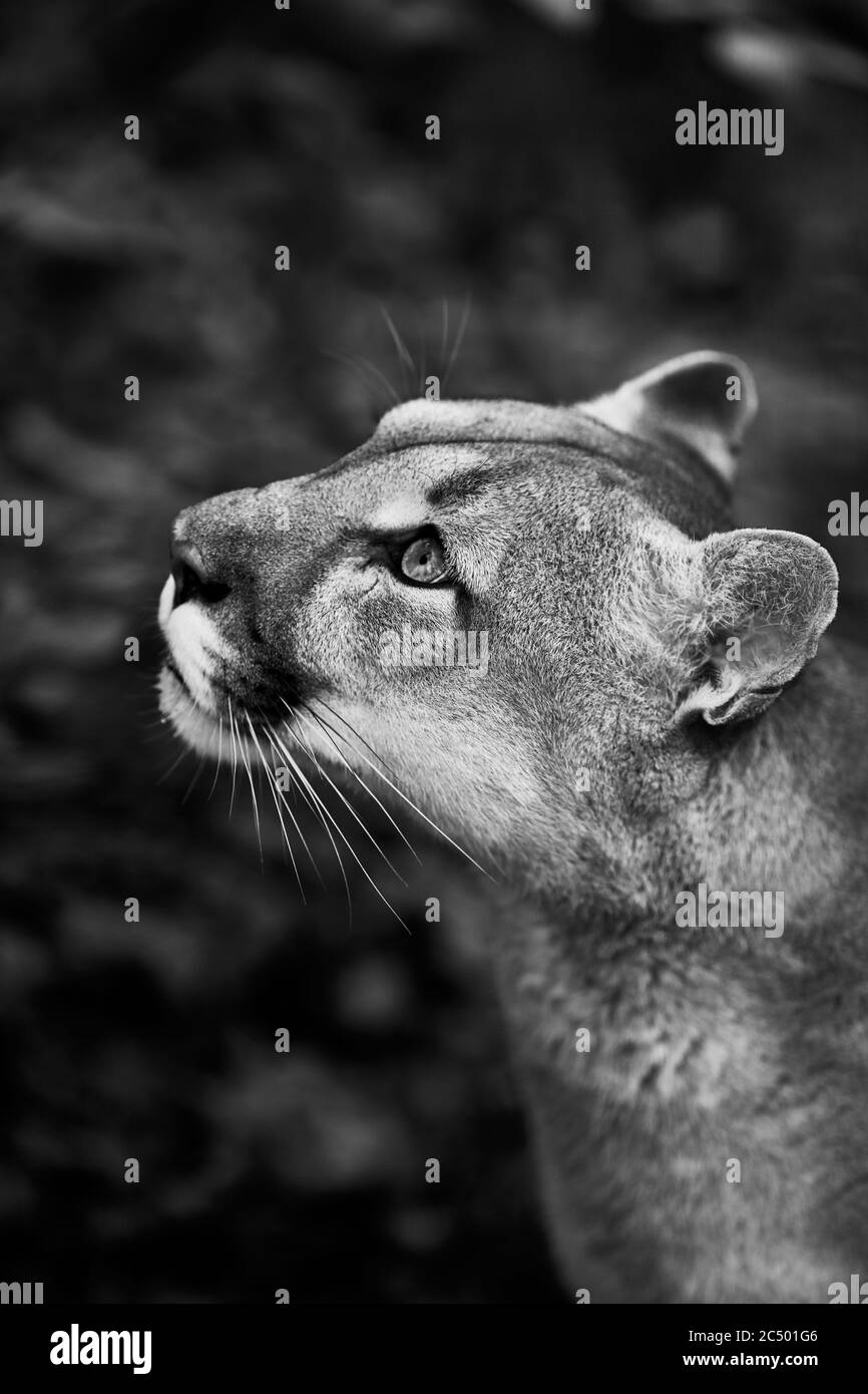 Portrait des schönen Puma. Puma, Berglöwe, puma, Panther, auffallende Pose, Szene im Wald, Tierwelt Amerika. Stockfoto