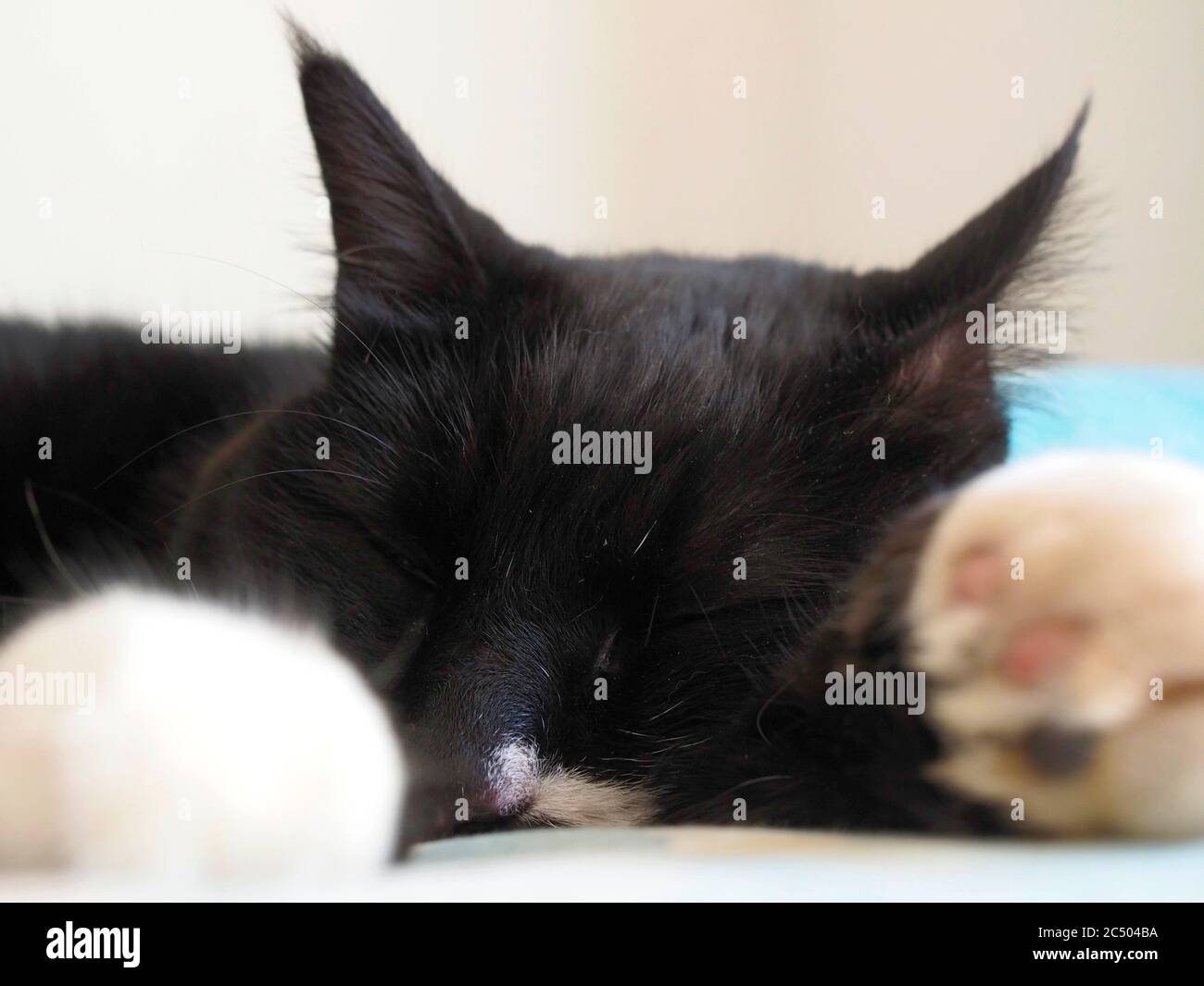 Entzückende Schwarze Katze Stockfoto