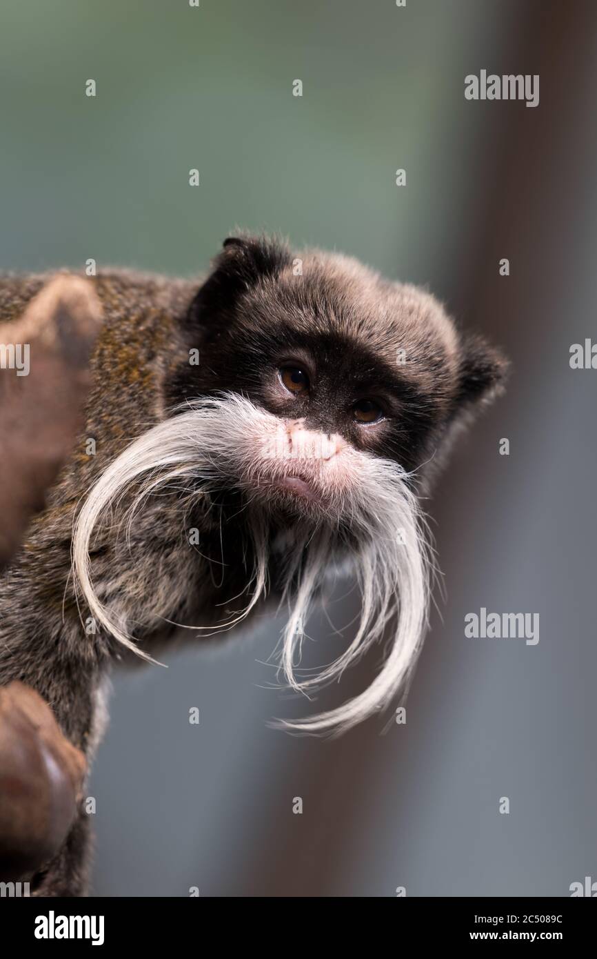 Ein Kaiser Tamarin mit seinem markanten Bart. Stockfoto